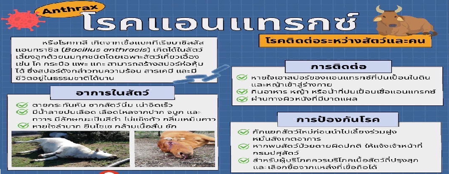 ประชาสัมพันธ์โรคแอนแทรกซ์
